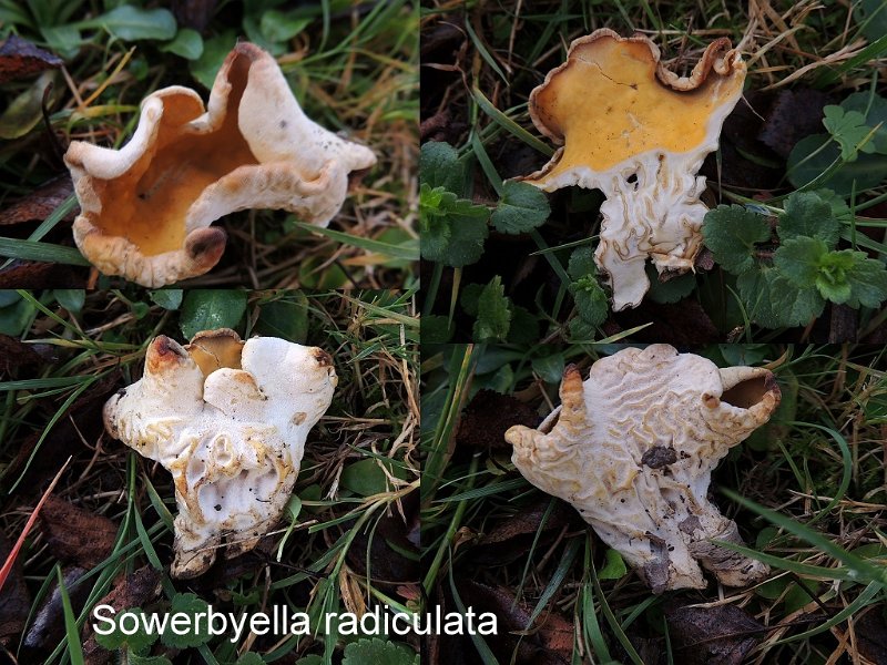 Sowerbyella radiculata-amf2154.jpg